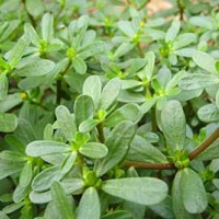 野菜種子批發(fā),馬蜂菜種子，馬齒莧種子
