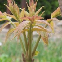 芽苗菜種子 香椿種子